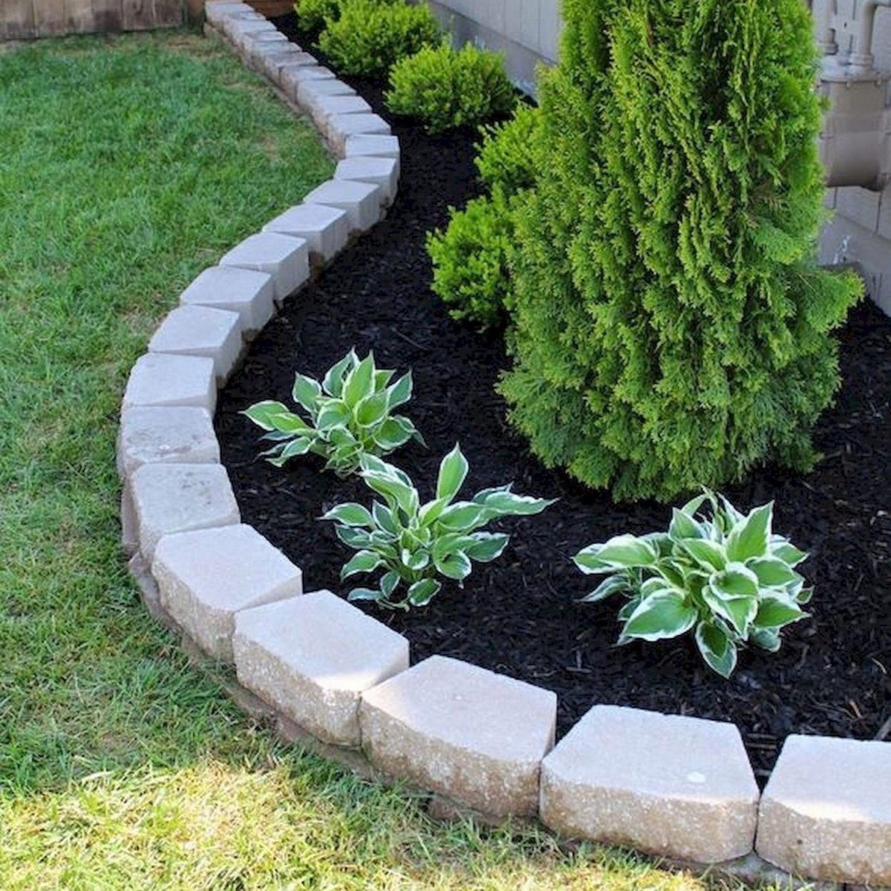 Мульчирование туи Смарагд