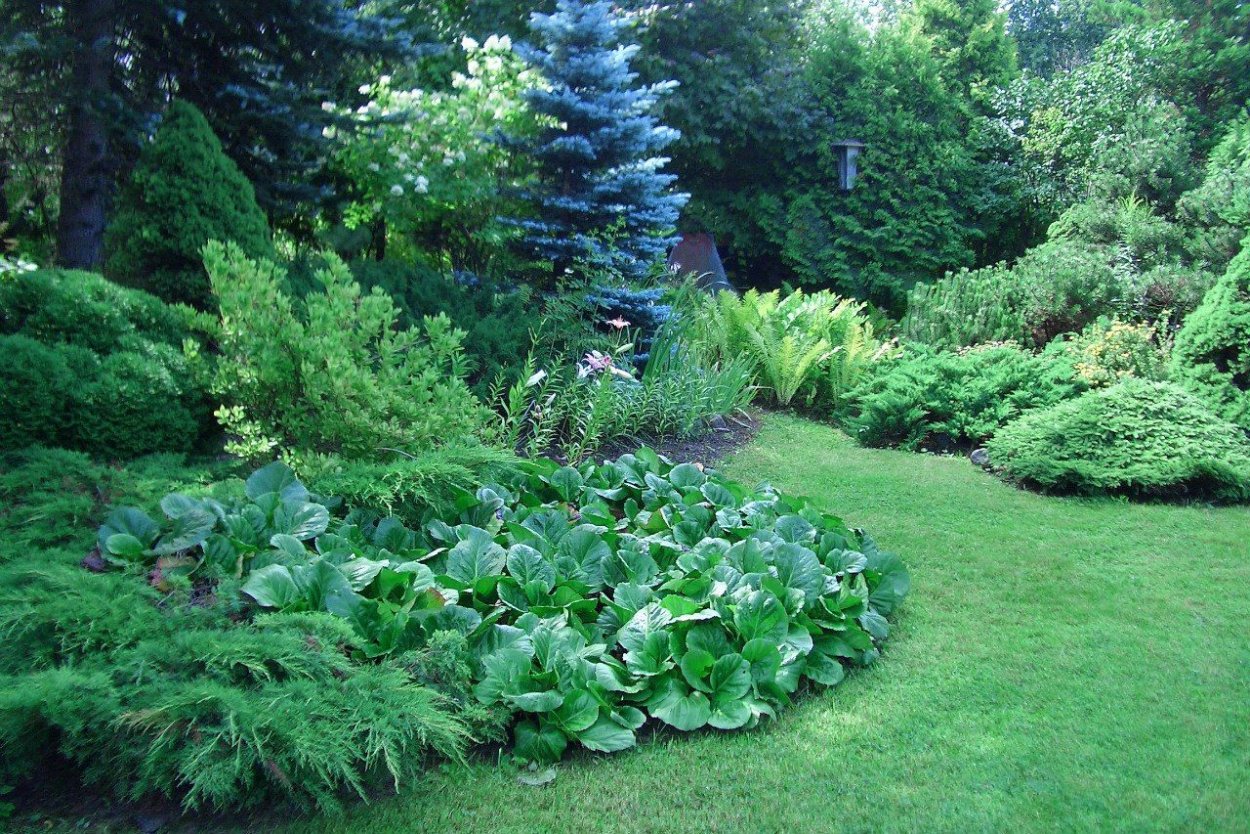 Бадан в миксбордере