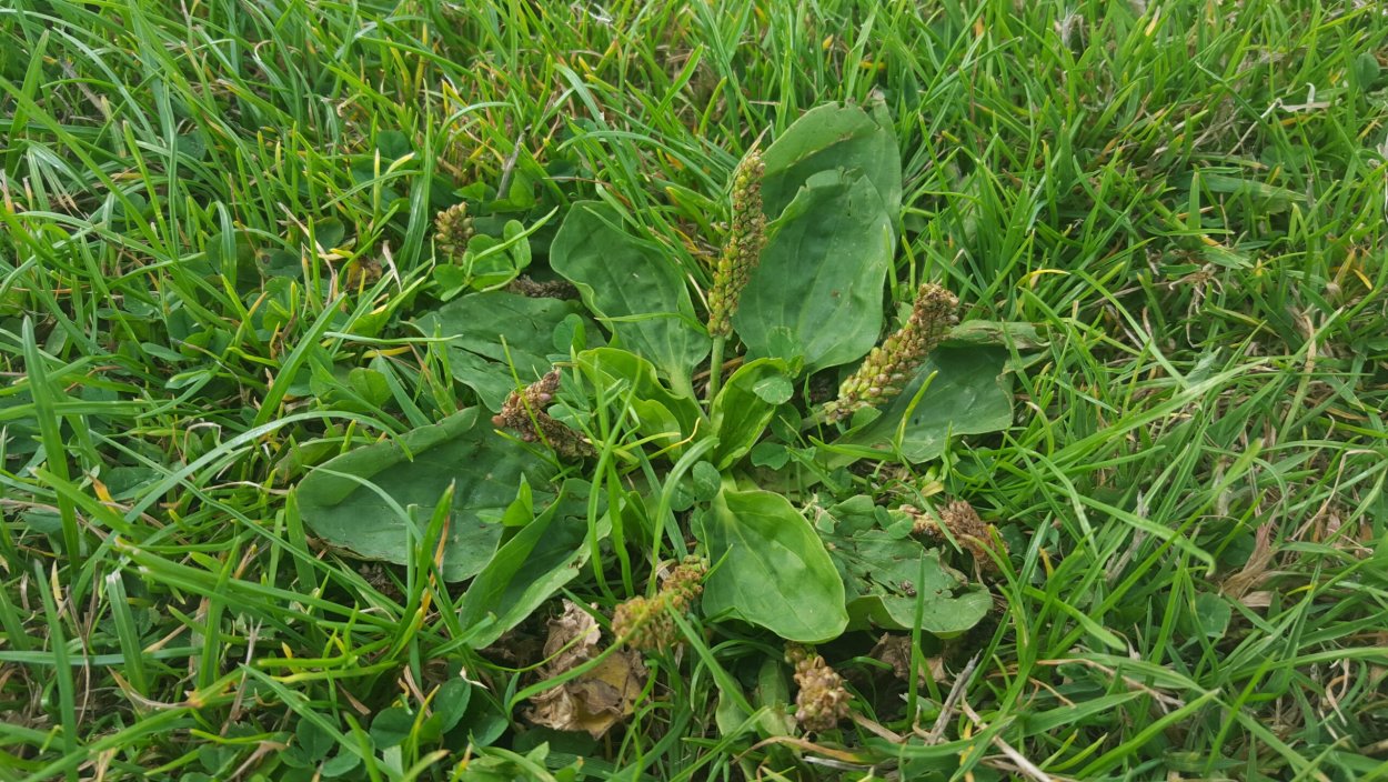 Подорожник яйцевидный