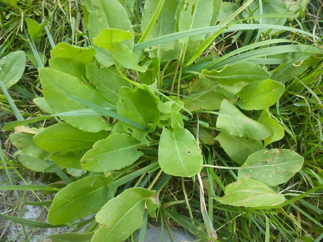 Щавель полевой