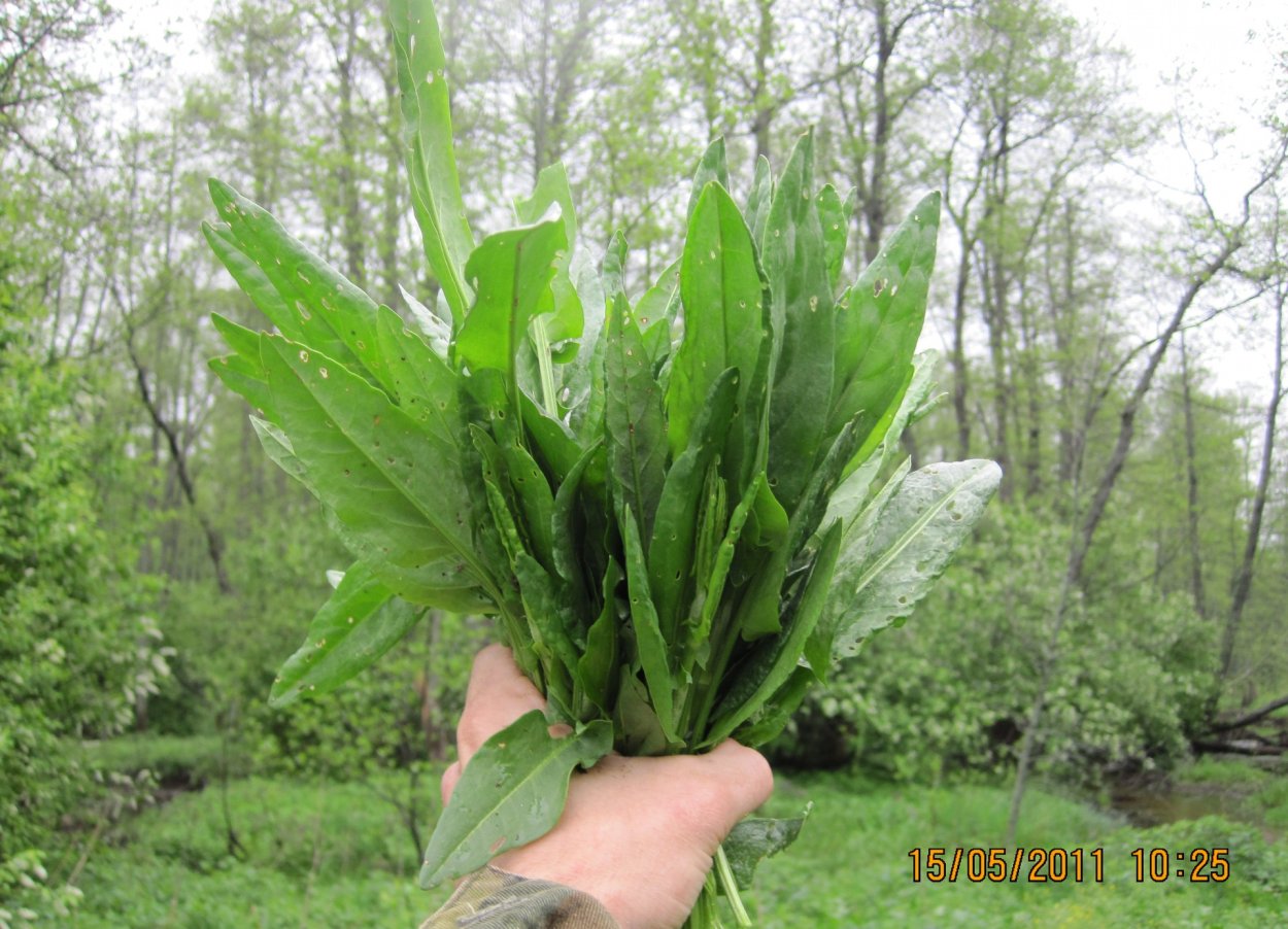 Щавель Лесной