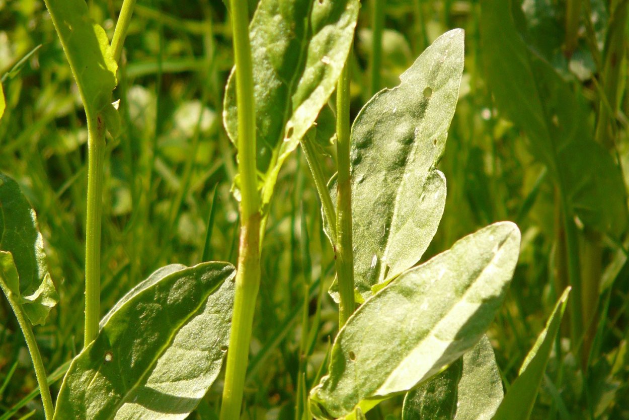 Щавель (Rumex acetosa)