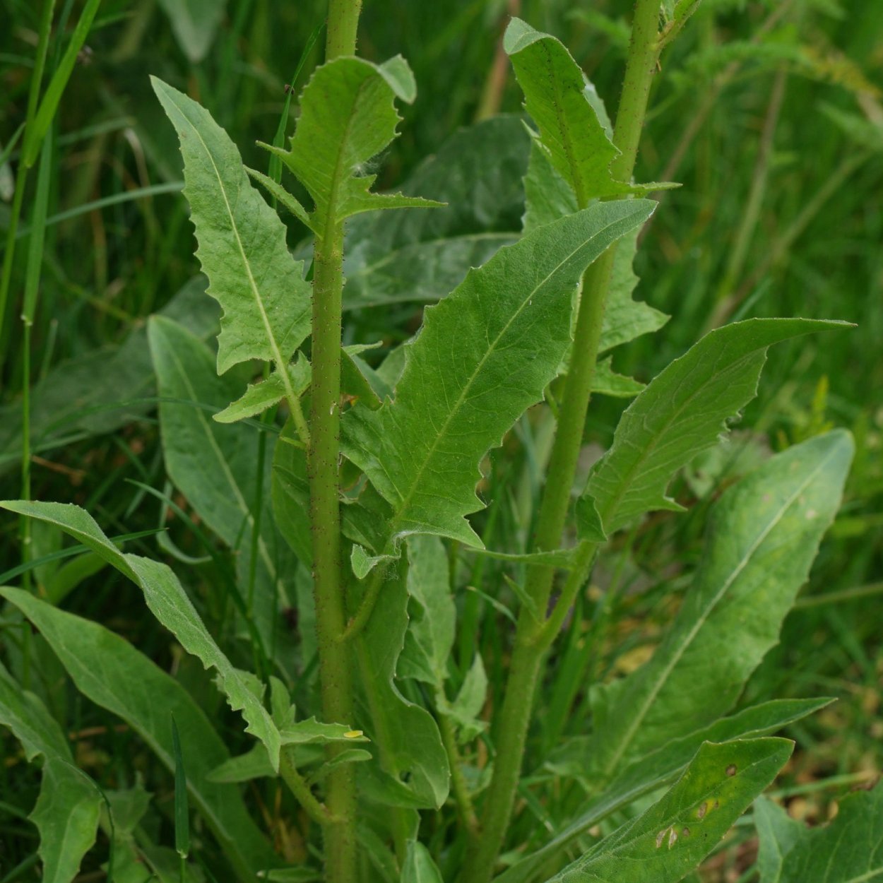 Свербига Восточная