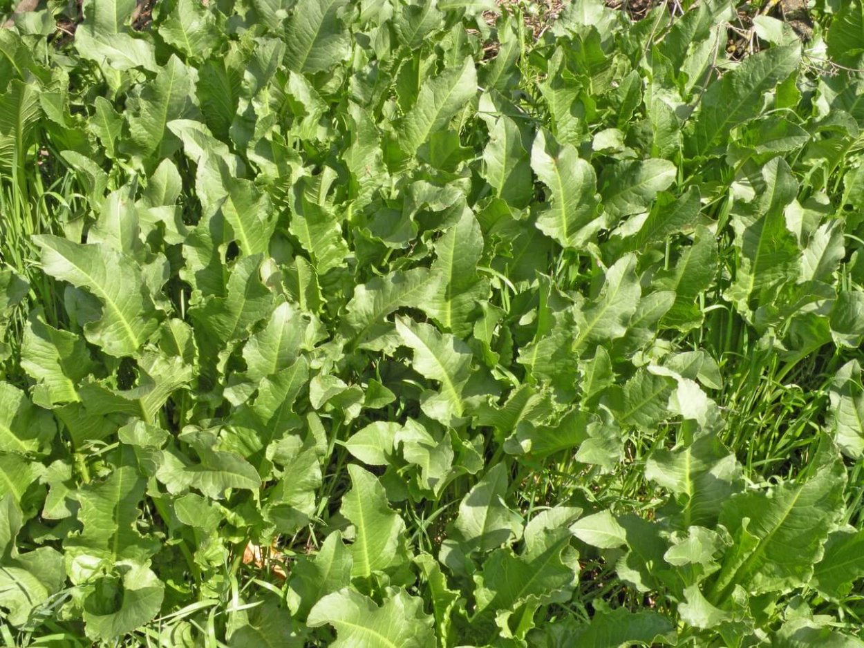 Конский щавель сорняк