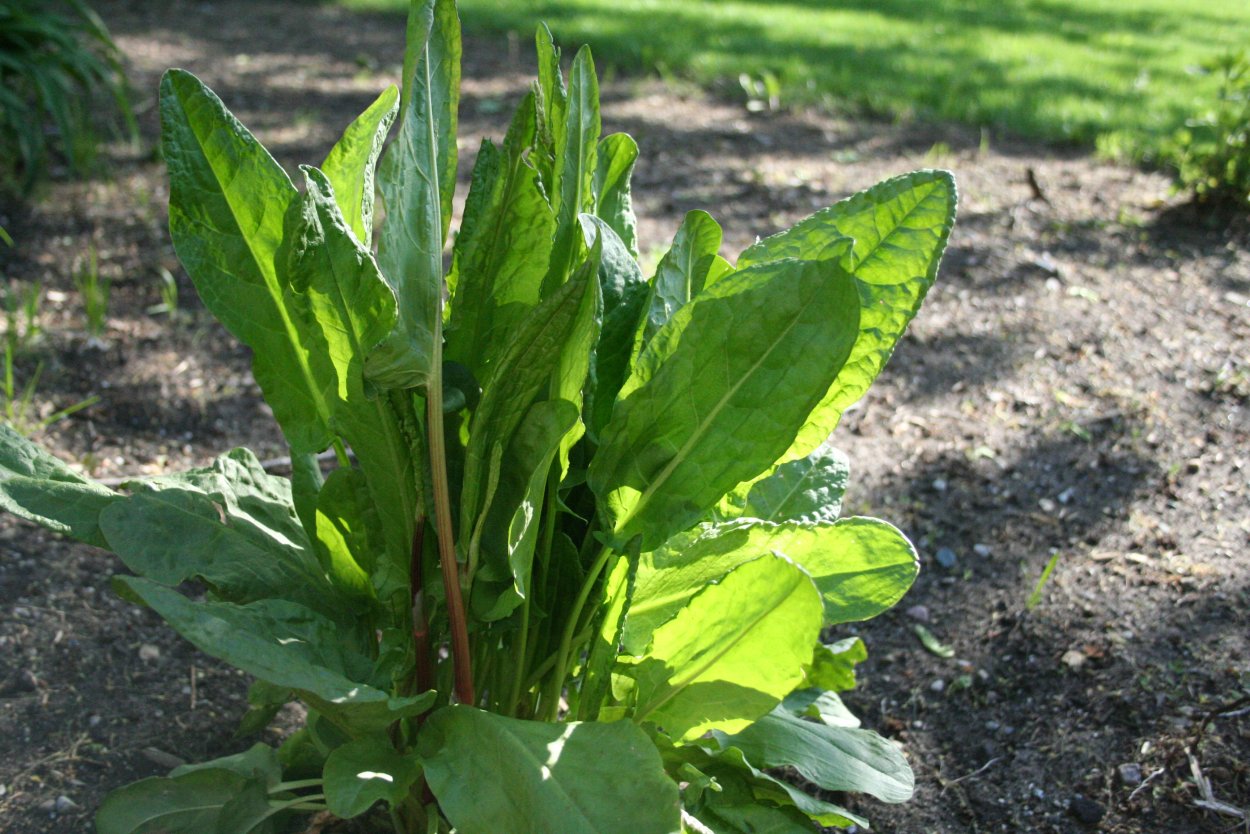 Шпинат и щавель