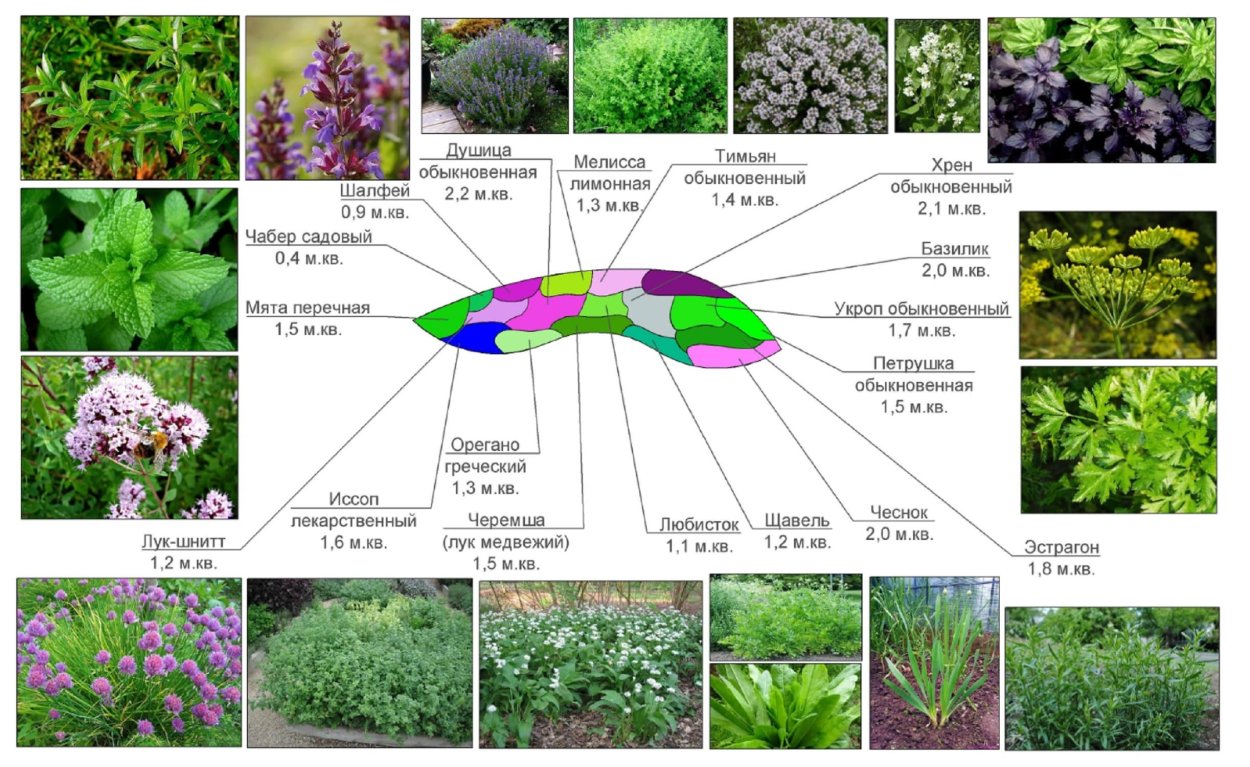 Миксбордер из пряных трав схема