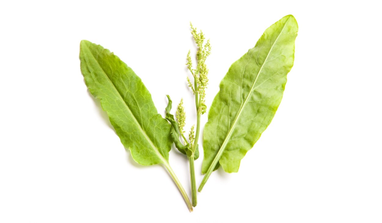 Щавель конский на белом фоне