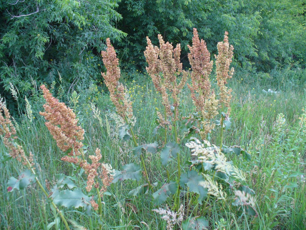Растение конский щавель