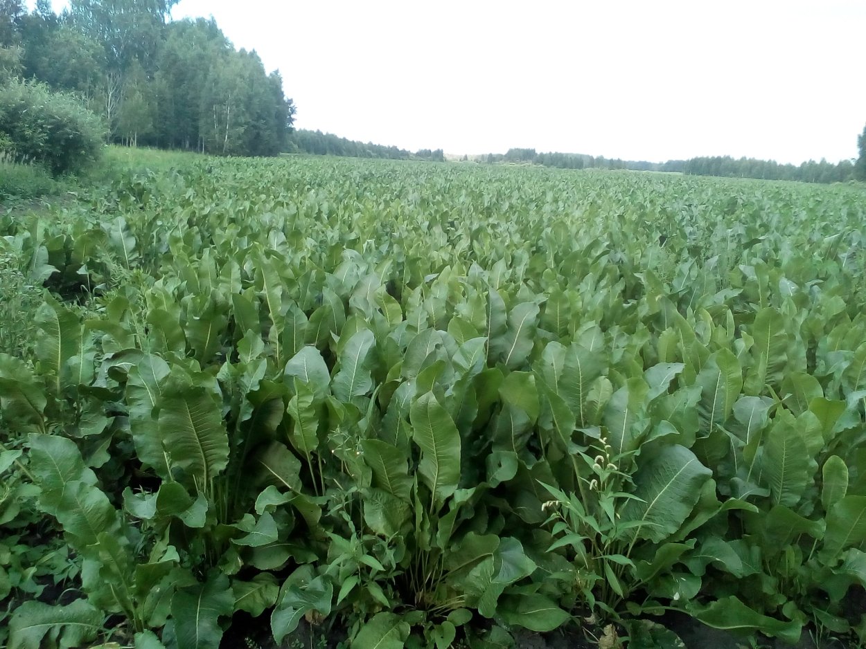 Плантации хрена