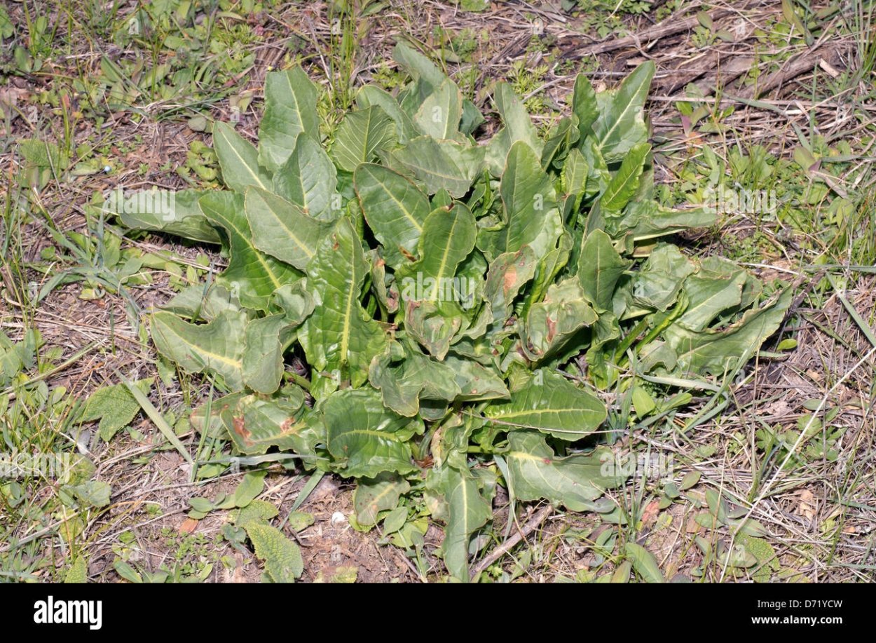 Конский щавель купить