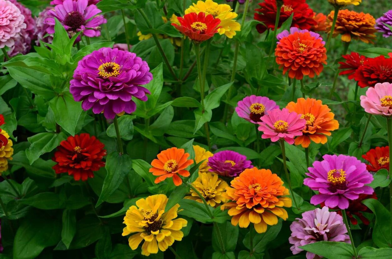 Zinnia peruviana С†РІРµС‚РѕРє