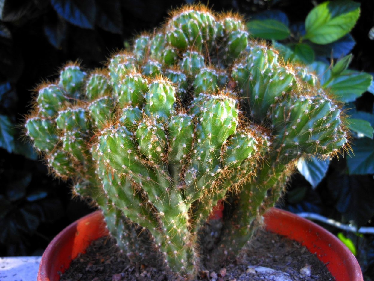 Цереус перуанский гребешок