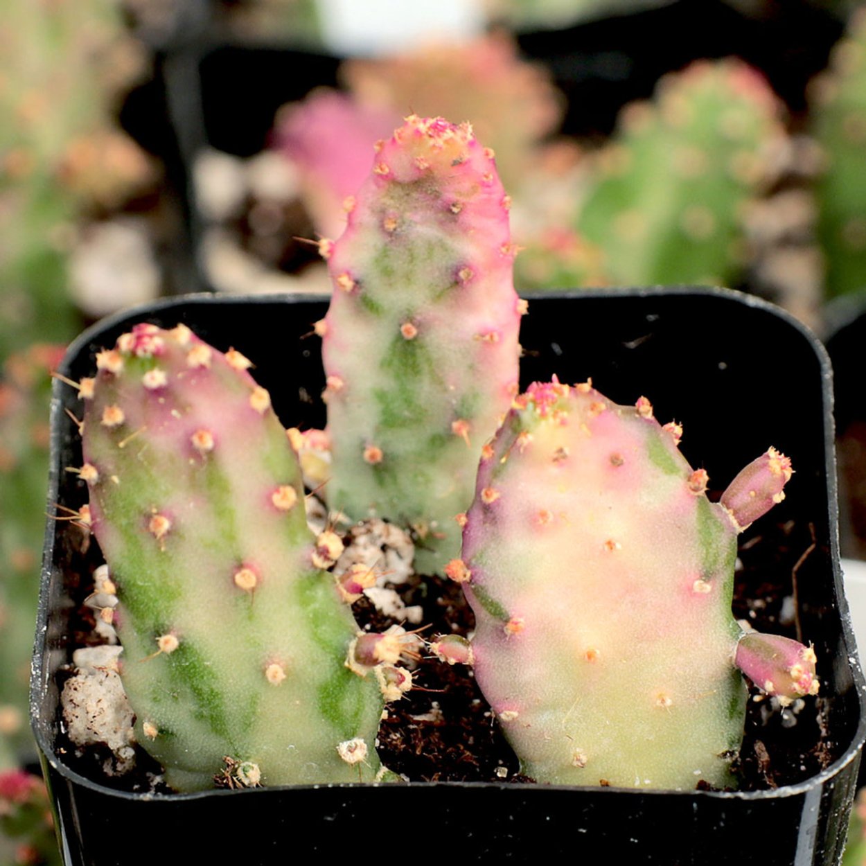 Opuntia monacantha variegata (опунция)