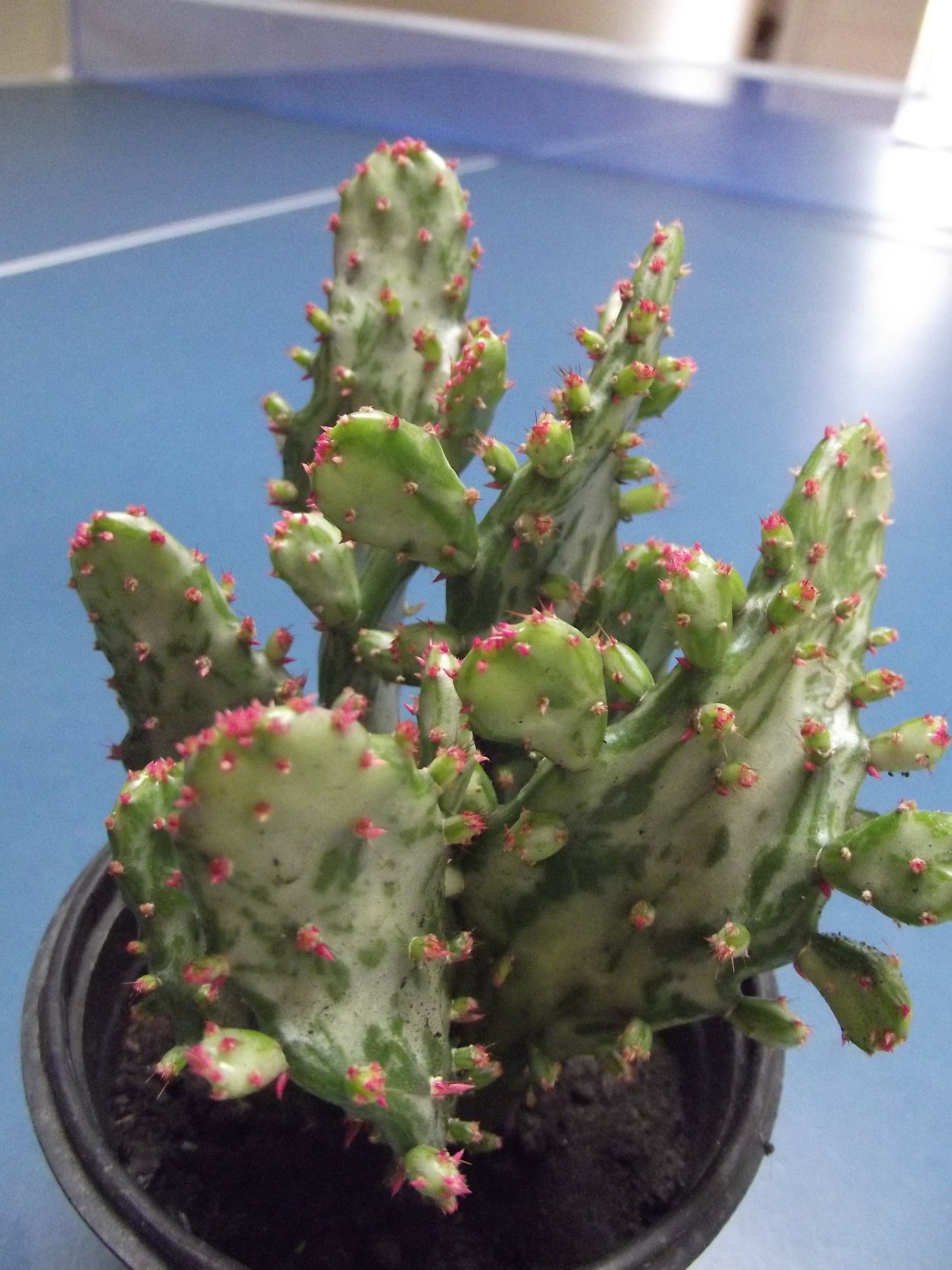 Opuntia monacantha variegata (опунция)