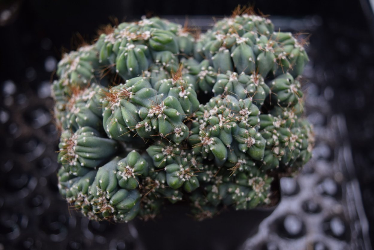 Цереус Форбеси