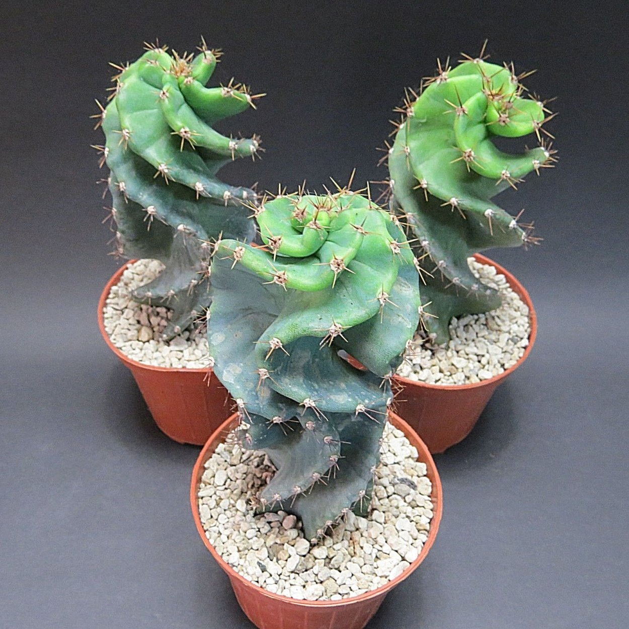 Цереус Форбеси