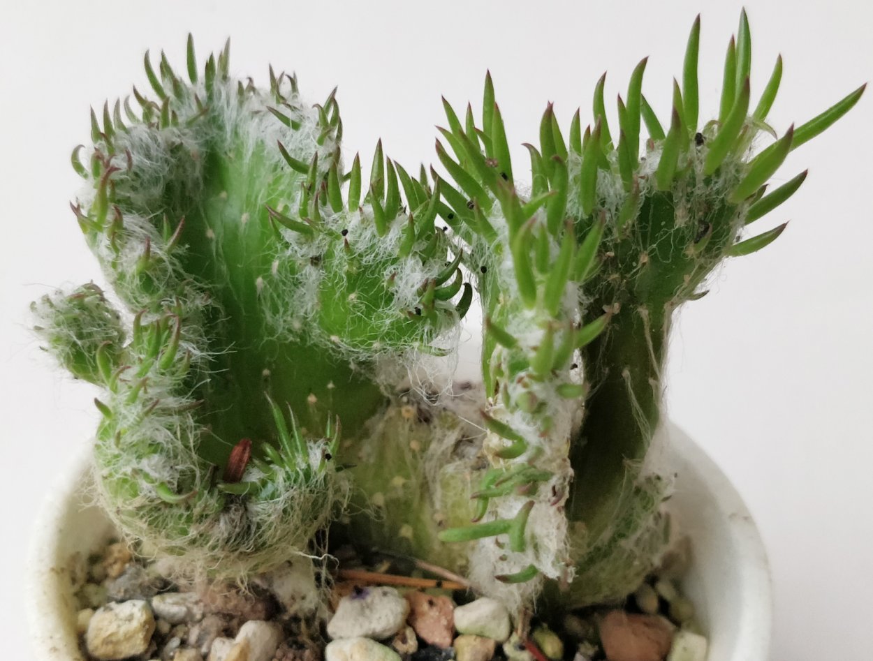 Опунция Кристата Вестита