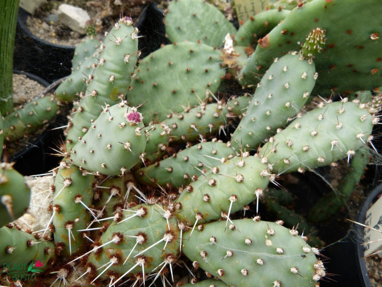 Опунция ломкая