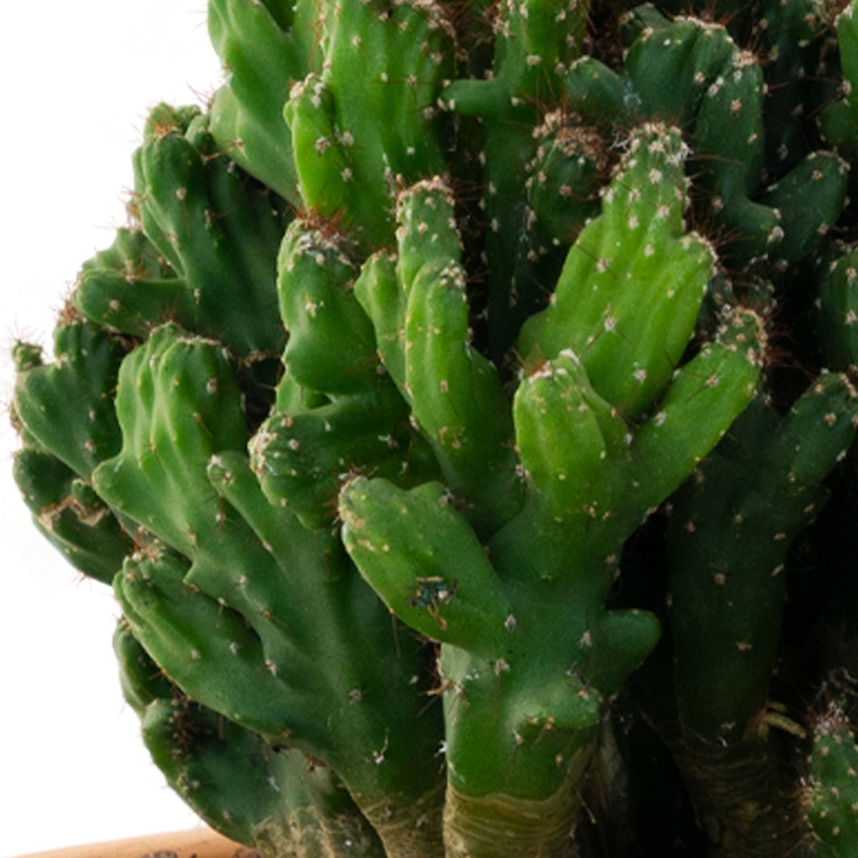 Цереус перуанский