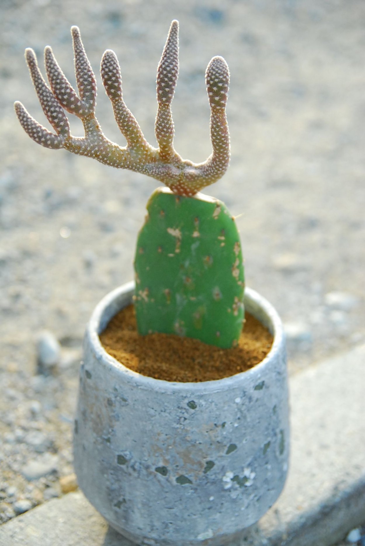 Суккулент копытце