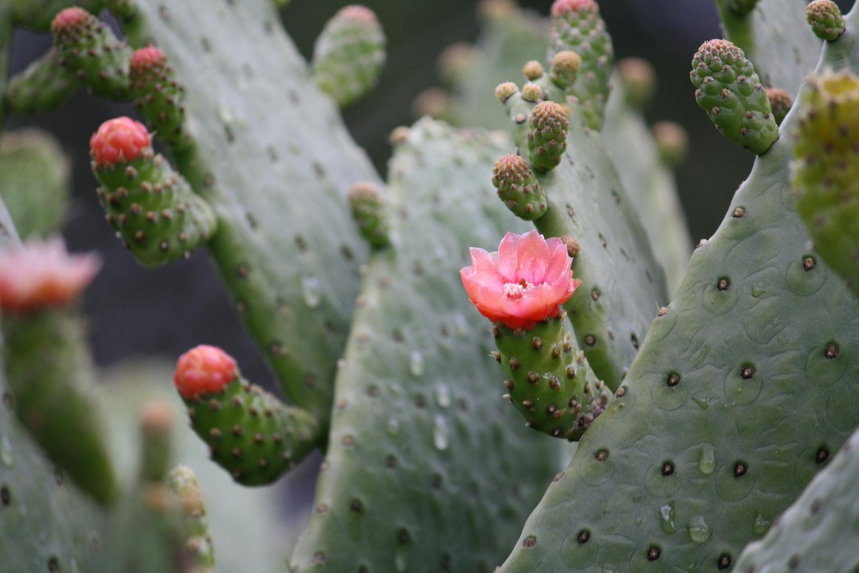 Опунция Туна