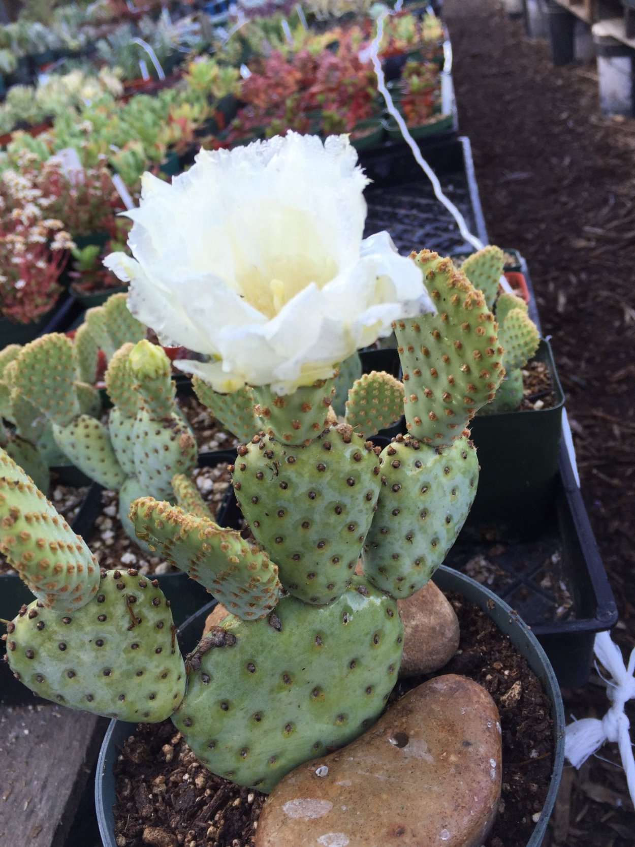 Опунция микуэлии