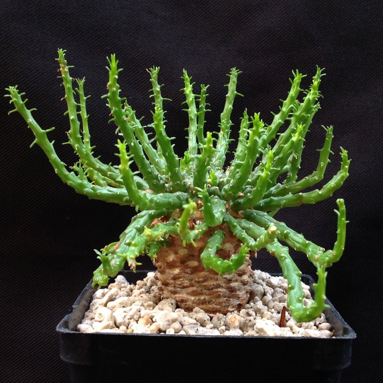 Молочай голова медузы (Euphorbia Caput Medusae)