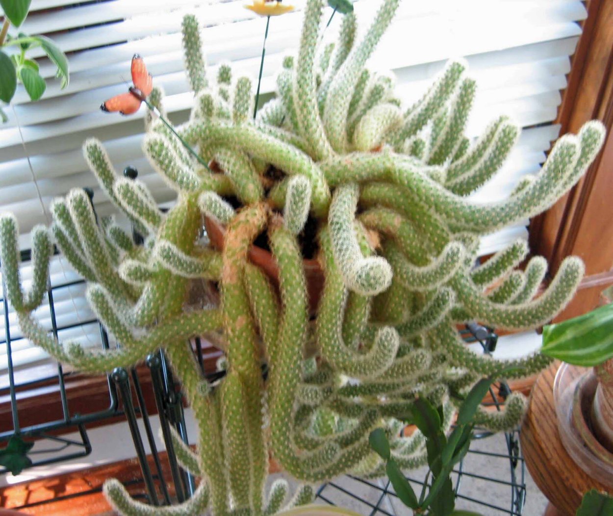 Суккулент медуза Горгона