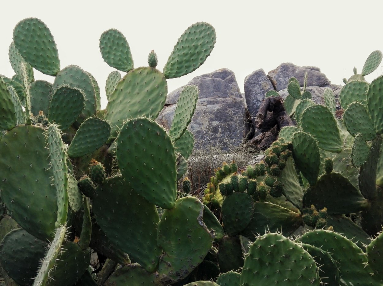 Prickly Pear Cactus