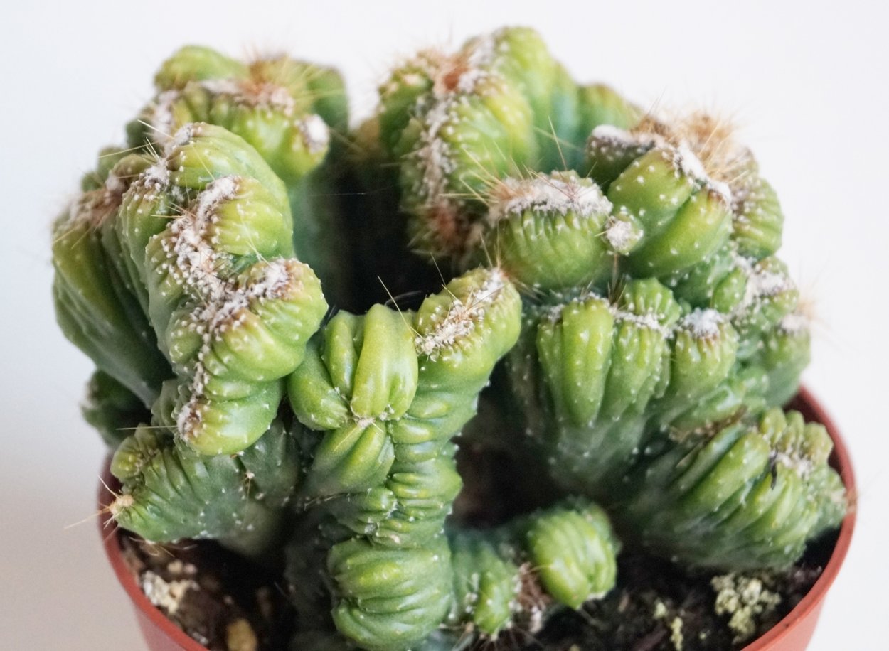 Цереус перуанский Кристата