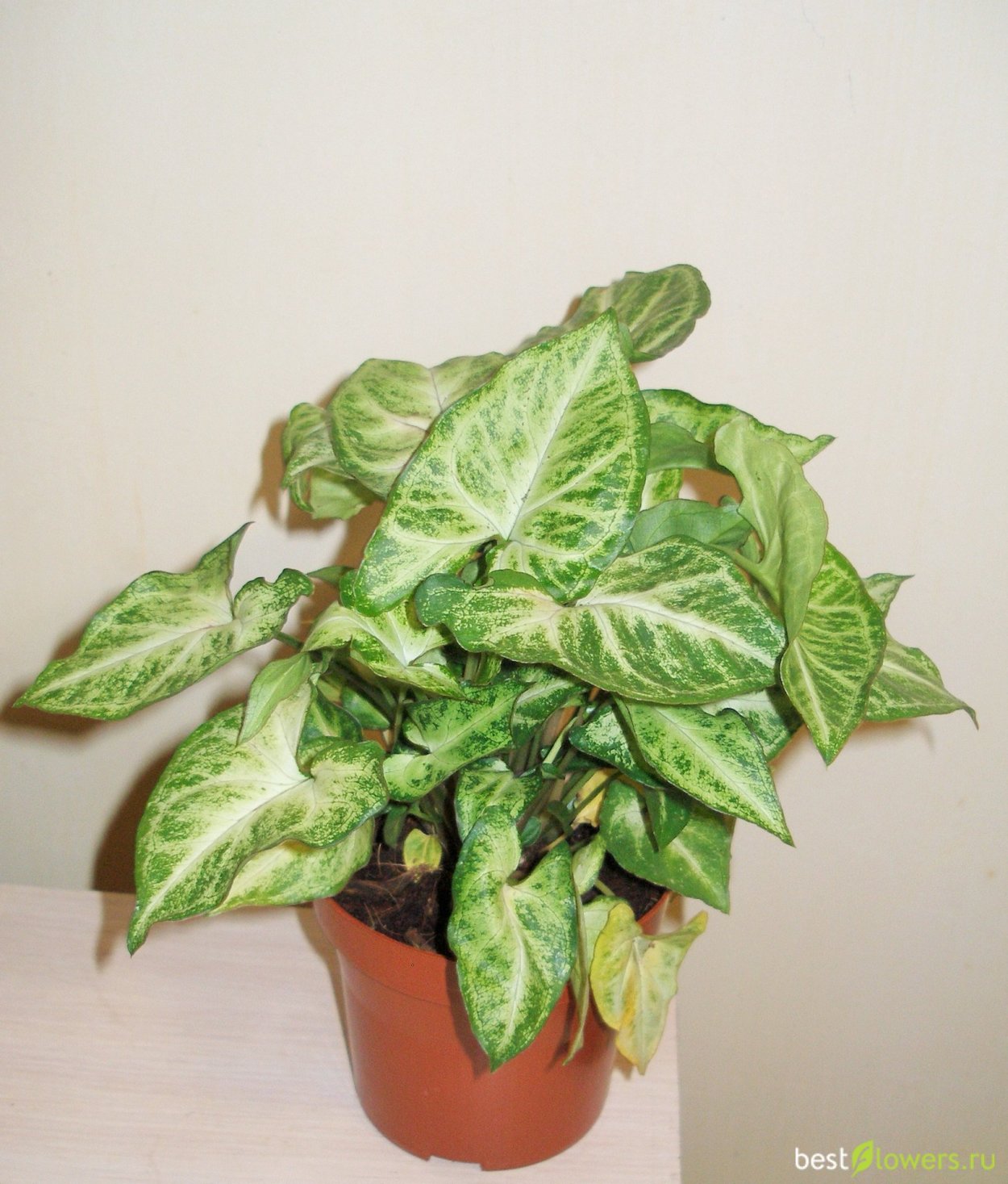 Сингониум Green Gold