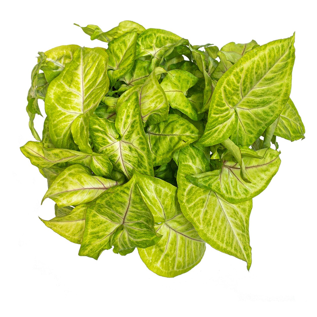 Сингониум Berry allusion