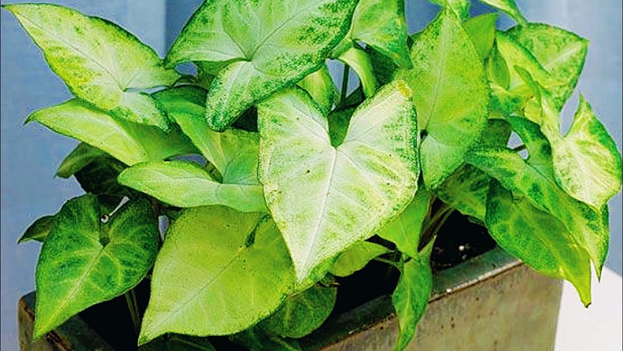 Сингониум Саншайн