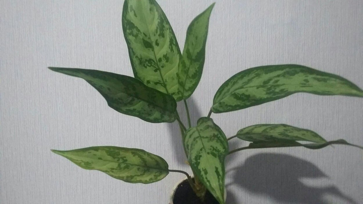 Аглаонема сциндапсус