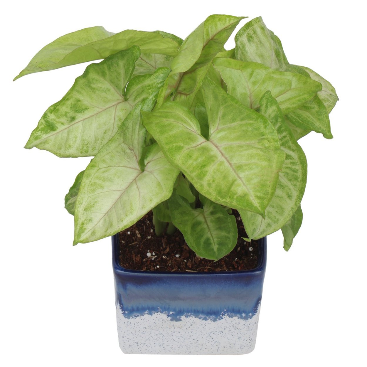 Сингониум Эмеральд Грин