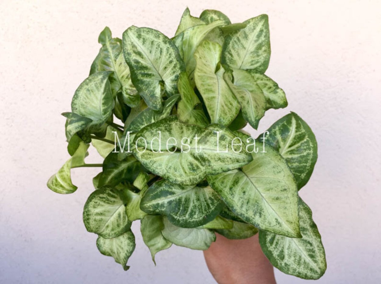 Сингониум Дварф