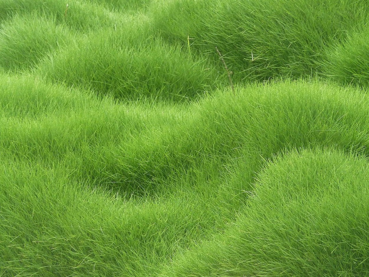 Grass Green ягель