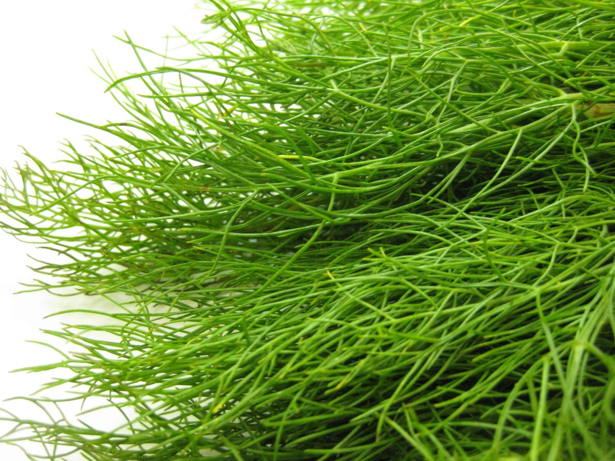 Чистая зелень