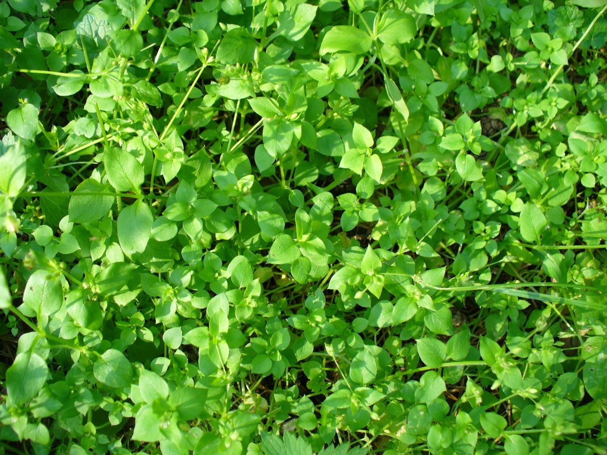 Мокрица трава сорняк