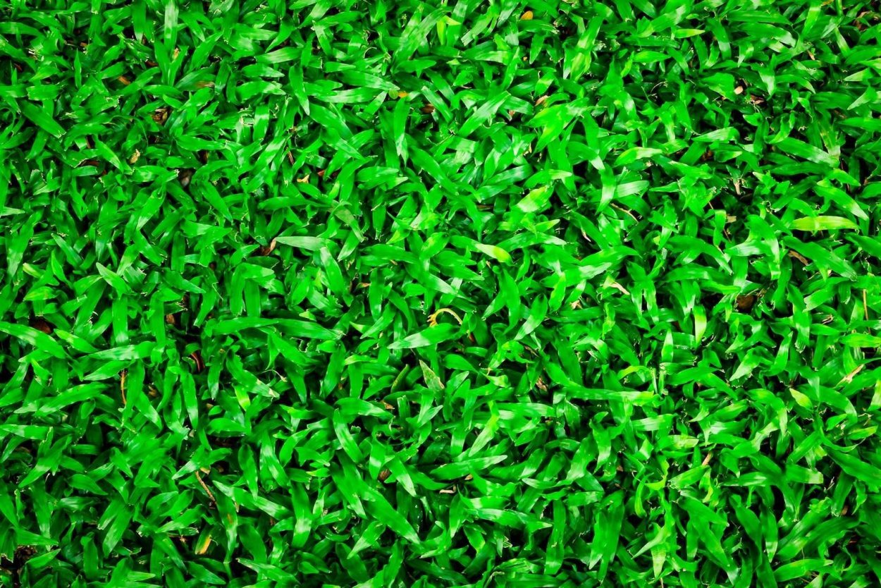 Трава сверху