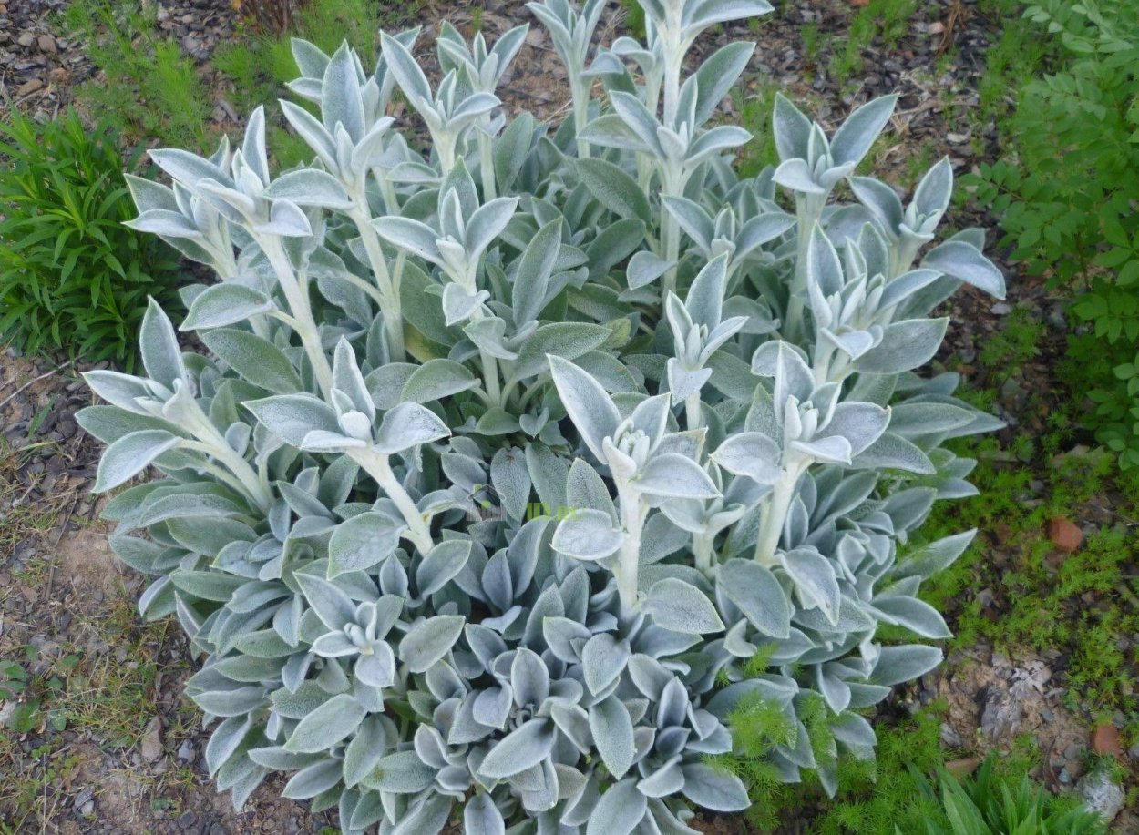 Стахис (чистец) шерстистый