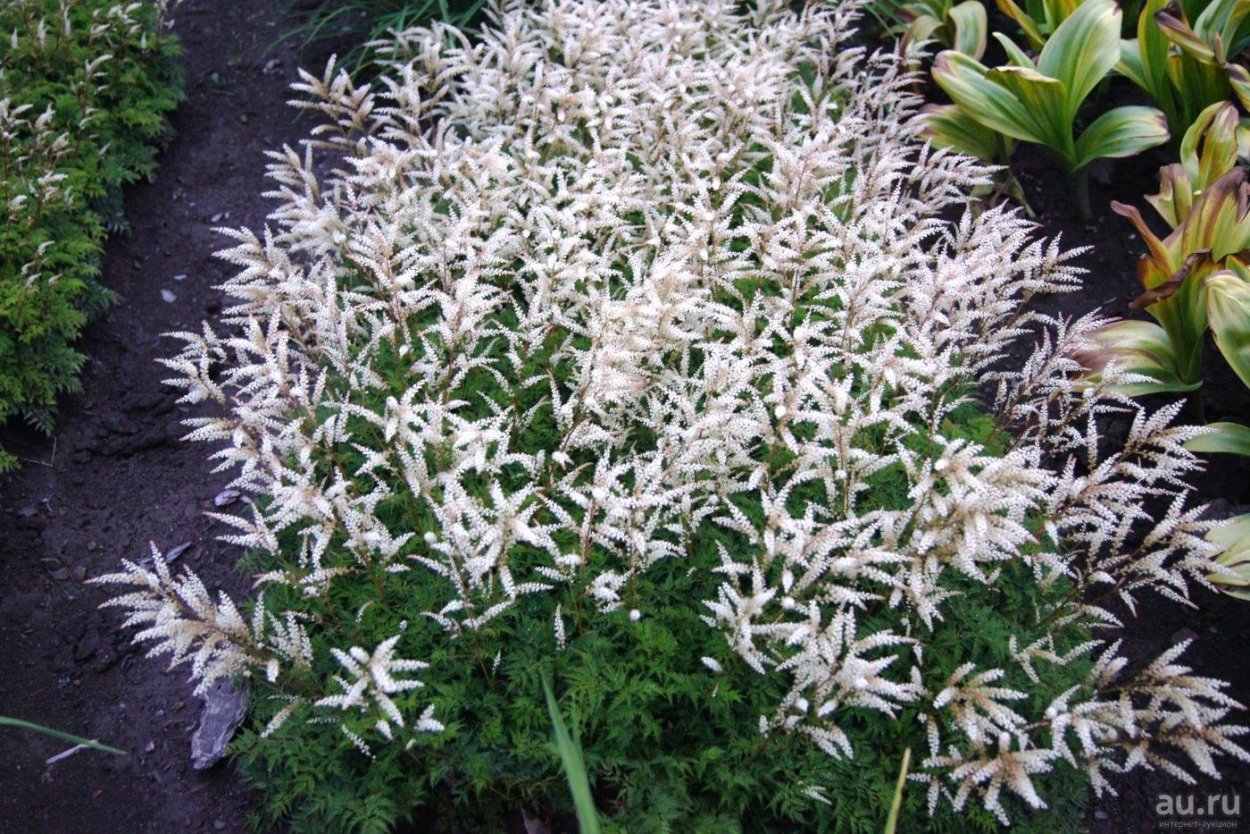 Арункус низкорослая Волжанка