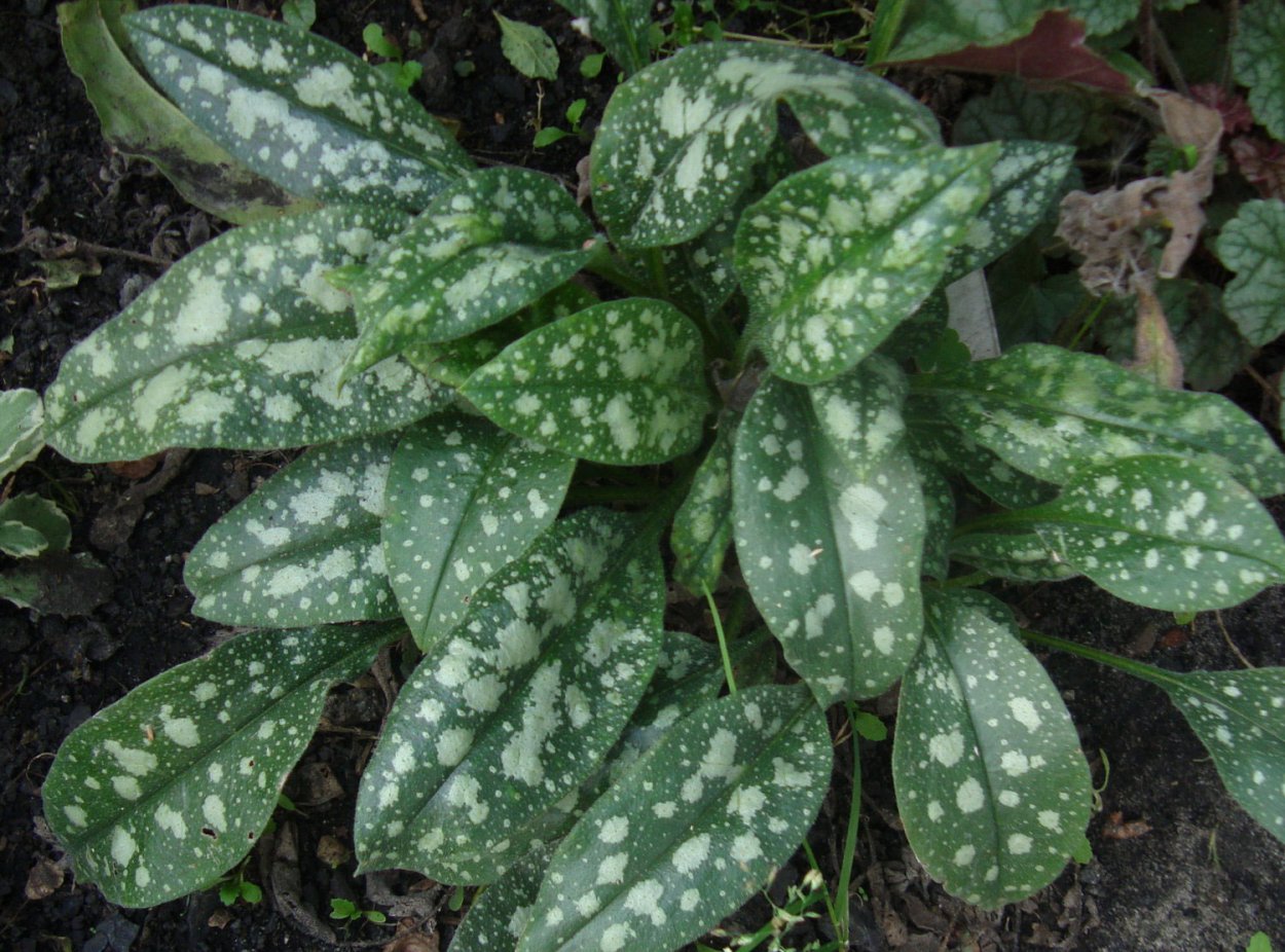 Медуница миссис Киттл