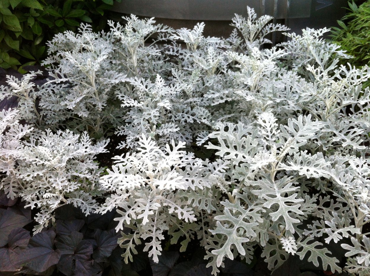 Цинерария Приморская cineraria maritima