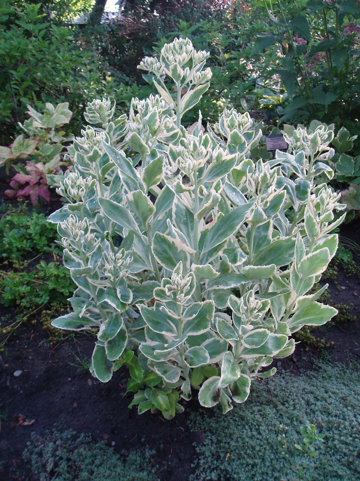 Очиток Frosty Morn