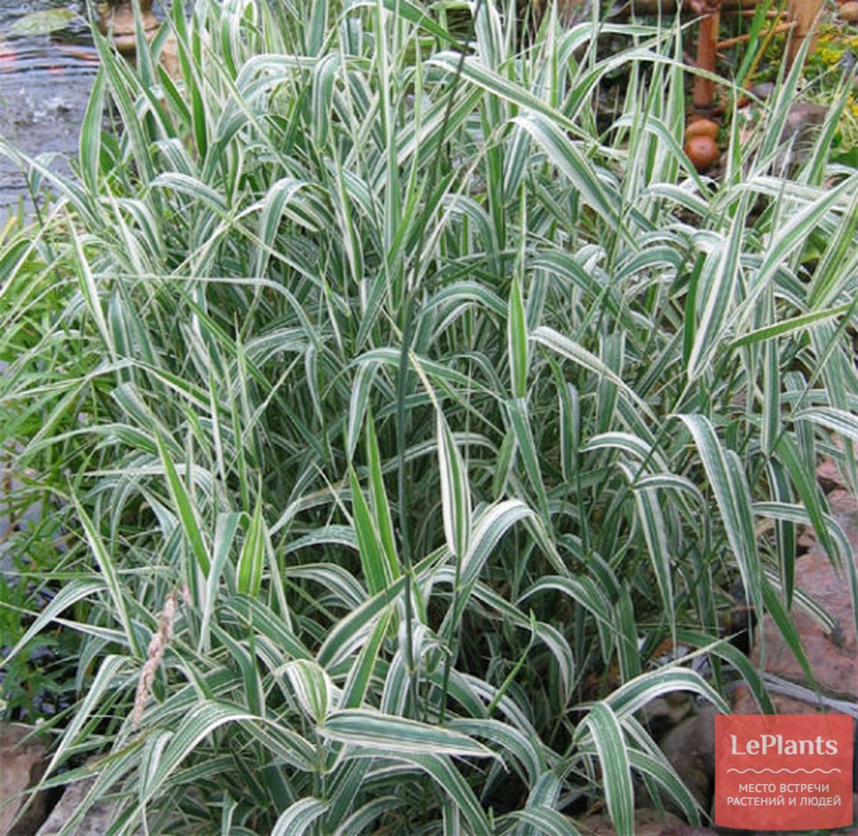 Осока фалярис