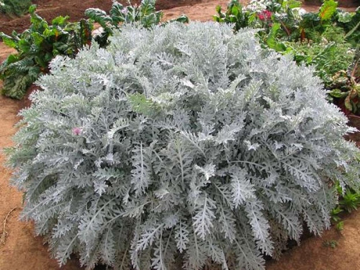 Цинерария Приморская cineraria maritima