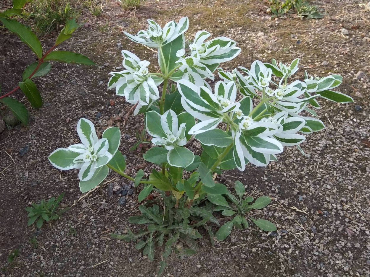 Молочай окаймленный Снежная вершина