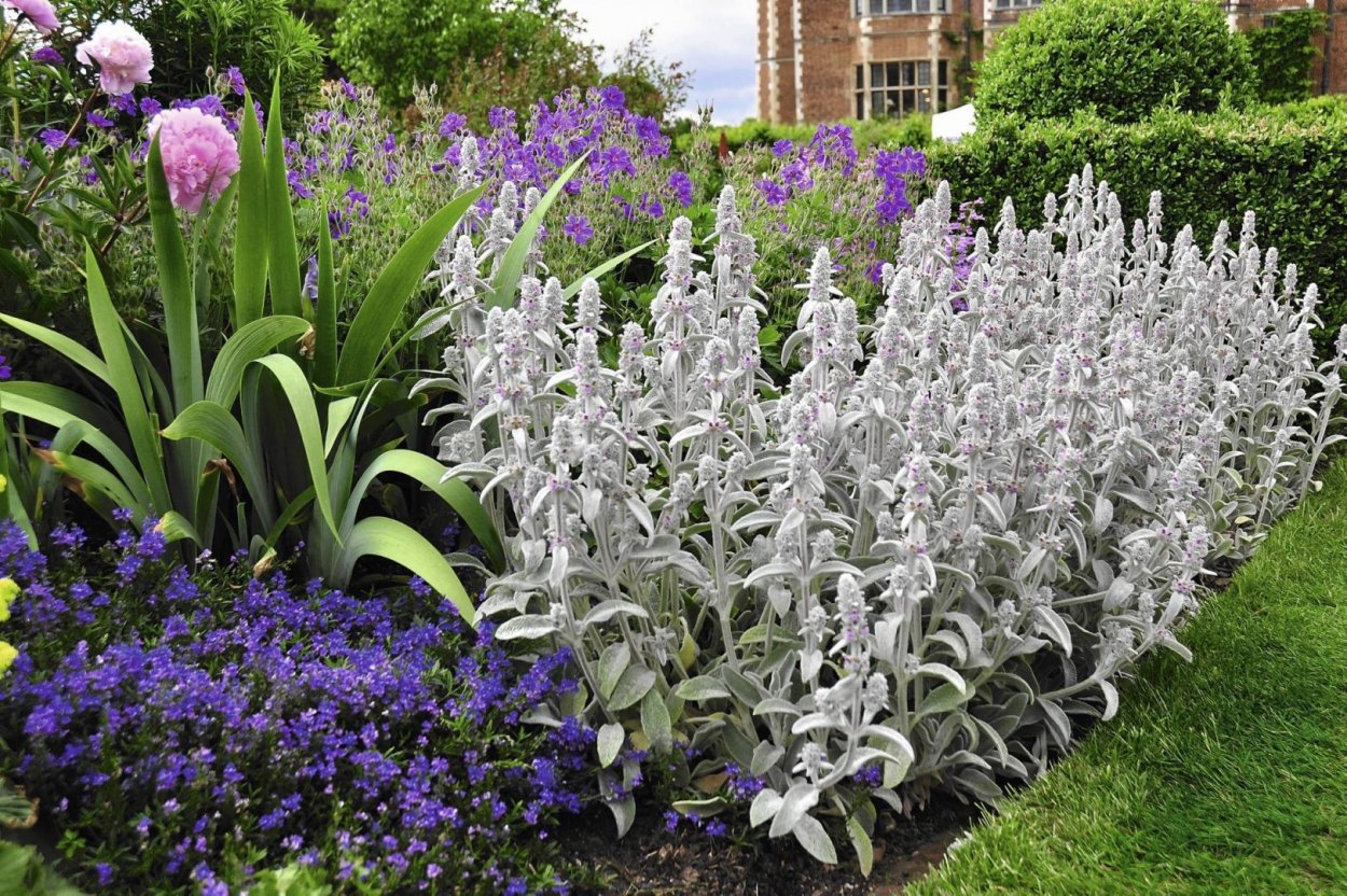 Удачное трио котовник стахис