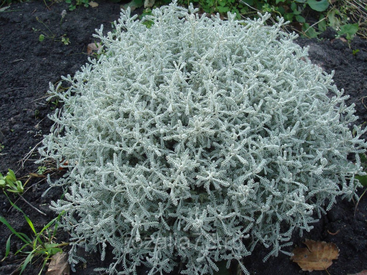 Сантолина кипарисовидная